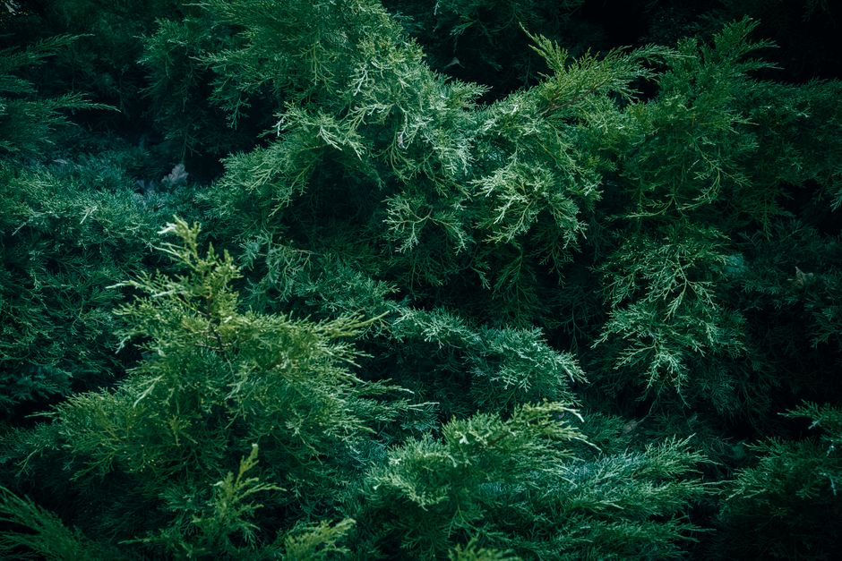 textured forest foliage background