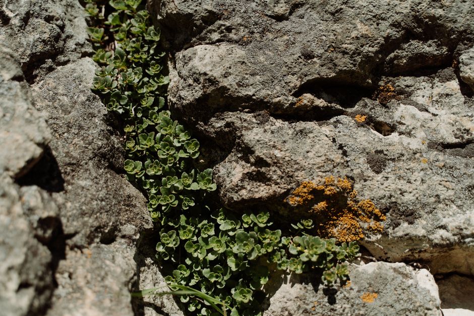 close-up detail of native mountain plants and stone hardscape