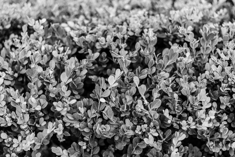 minimalist abstract garden texture