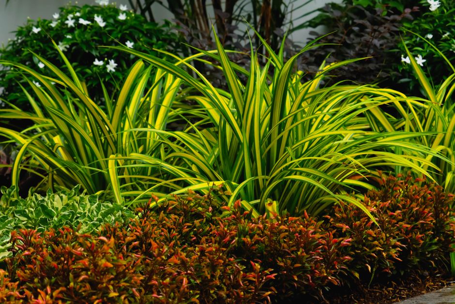 professional landscape planting plan document