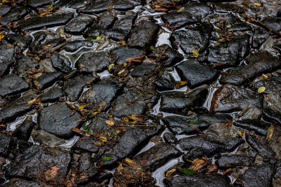 abstract view of autumn leaves on stone path