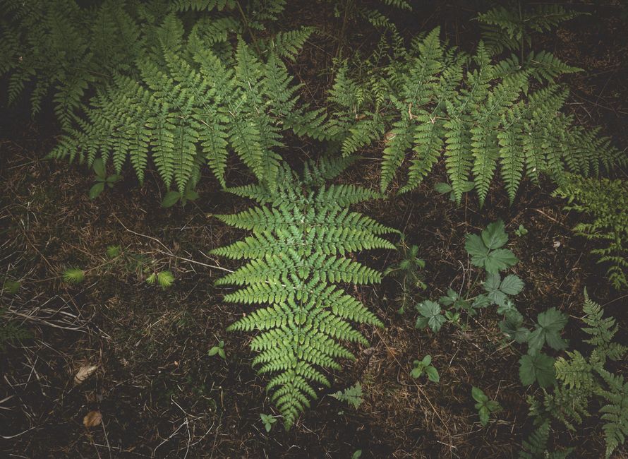 close up of native ferns and forest soil texture